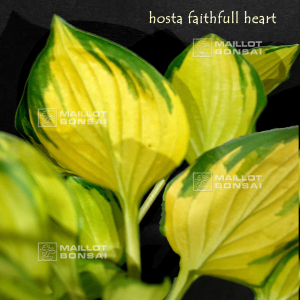 hosta-faithful-heart