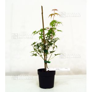 acer-palmatum-katsura