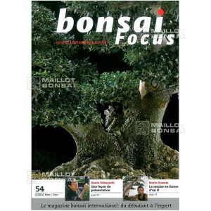 vendu-bonsai-focus-n-54