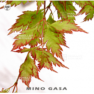 mino-gasa
