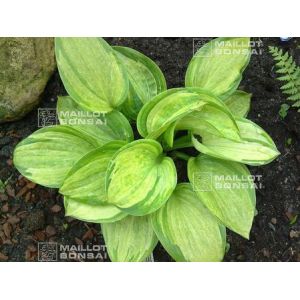 Hosta pistache