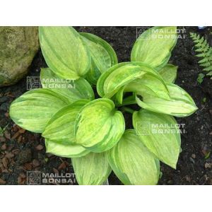 Hosta Pistache