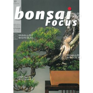 vendu-bonsai-focus-n-77