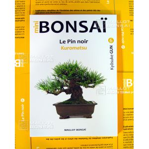 Mini bonsai N°6 le pin noir Kyosuke Gun
