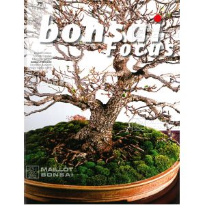 bonsai-focus-n-79