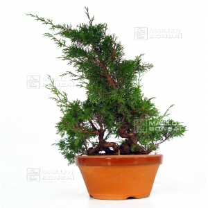 juniperus-chinensis-var-itoigawa-ref-702014at7