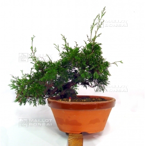 vendu-juniperus-chinensis-var-itoigawa-ref-7020