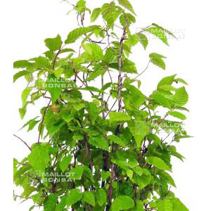 Carpinus japonica lot de 10 plantes racines nues