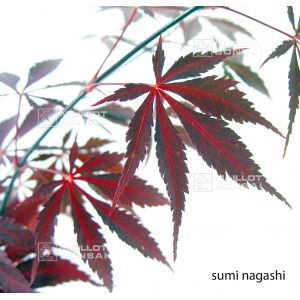 sumi-nagashi