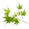 acer-palmatum-arakawa-from-seedling-0-3-liter-pot