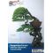 France bonsai N°104