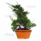 juniperus chinensis var : itoigawa ref: 702014at7