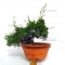 juniperus chinensis var : itoigawa ref: 702014at1