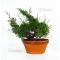 juniperus chinensis var : itoigawa ref: 7020146