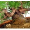 VENDU juniperus chinensis var : itoigawa ref: 7020