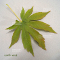 Acer x pseudosieboldianum north wind