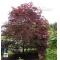 Acer palmatum 'trompenburg'