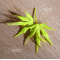 Acer palmatum going green ® variété protégée