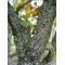 acer palmatum arakawa from seedling 0.3 LITER POT