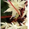 Acer palmatum 'sango kaku'