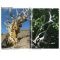 France bonsai le bois mort N° 105