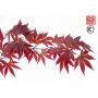 atropurpureum-harris