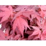 graines-d-acer-amoenum-o-kagami