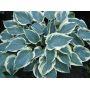 hosta-el-nino