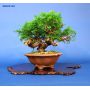 juniperus-chinensis-itoigawa-ref23070143
