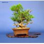juniperus-chinensis-itoigawa-ref230701415