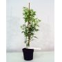 acer-palmatum-seiryu-en-godet
