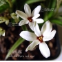 ×-rhodoxis-hybrida-hebron-farm-red-eyes-pot-1-4