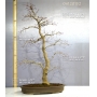 acer-palmatum-deshojo-ref-04120152