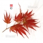 graines-d-acer-palmatum-azuma-murasaki
