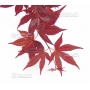 graines-d-acer-palmatum-takao-beni