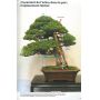VENDU France bonsai N°101