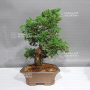 juniperus chinensis itoigawa ref : 08090237