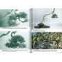 VENDU France bonsai N°104