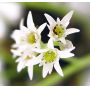 mukdenia rossii (aceriphyllum rossii)