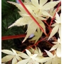 Acer palmatum sango kaku en godet