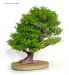an-exemplary-tree-styrax-japonica