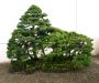 the-world-of-master-saburo-katoh-and-his-forest-bonsai-masterpieces