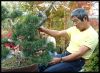 how-to-twist-a-bonsai-trunk-in-10-lessons