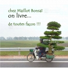 Chez Maillot Bonsai on livre !