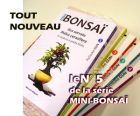 Mini bonsai N°5 ilex et malus et petits fruits
