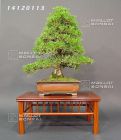 Pinus thunbergii kyosuke Gun.