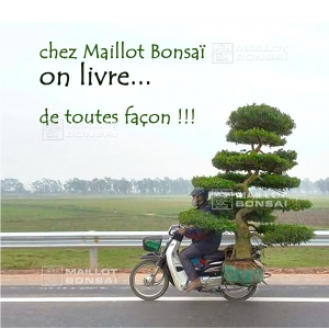 Chez Maillot Bonsai on livre !