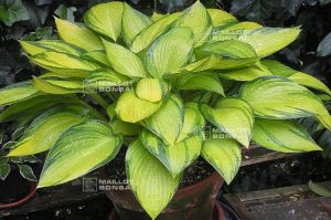 Hosta en ligne.