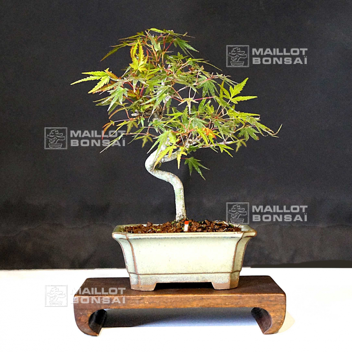 bonsai country Juniper Bonsai Tree main image 1