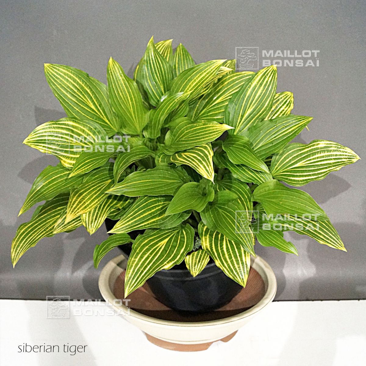 Hostas Hosta siberian tiger de MaillotErable La boutique MAILLOTERABLE